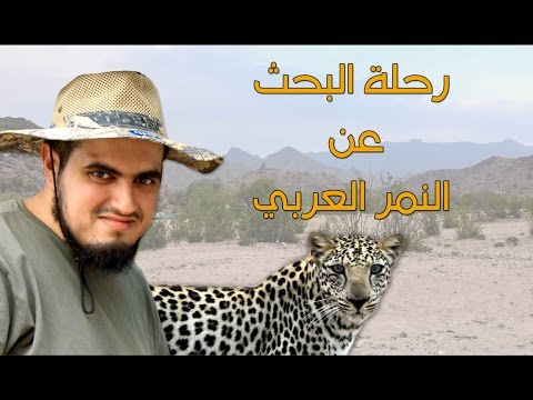 رحلة البحث عن النمر العربي جنوب المملكة العربية السعودية   الجزء الاول