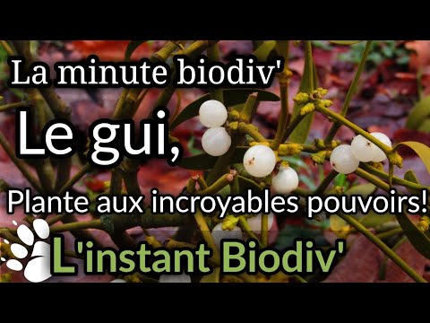 , title : 'Minute Biodiv / Le gui, plante des druides aux incroyables pouvoirs !'