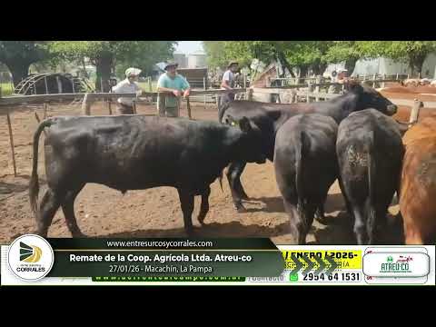 27-01-26 - Remate de la Coop. Agrícola Ltda. Atreu- co - Macachín, La Pampa