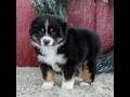 Miniature Australian Shepherd dogs for sale: Chloe - Video 1