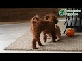 Yorkiepoo dogs for sale: Ranger - Video 1