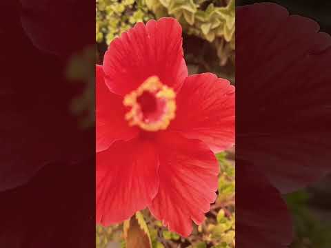 nanhe  #paudhe ki #hat dharmi hairan reh # jaenge aap bhi #flower  #plant #indian  organic  garden