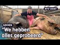Einde aan unieke stal van varkensboerin Annemarie | RTV Oost