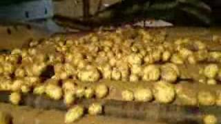 preview picture of video 'Moddervreter verbaast aardappelboeren!'