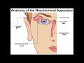 Anatomy & Functions of the Nasolacrimal Apparatus