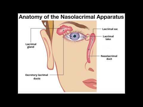 Anatomy & Functions of the Nasolacrimal Apparatus