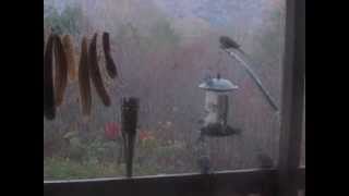 Mourning Doves Feeding Before Storm