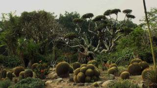 Cactus Garden in Haryana