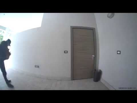 «Hanno rapito il nostro cane Totò», il video del furto a Nola