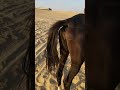 Vulvar Winking Well The Mare Is In Heat Desert Horse Mare Estrus Heat Vet Dr Vet