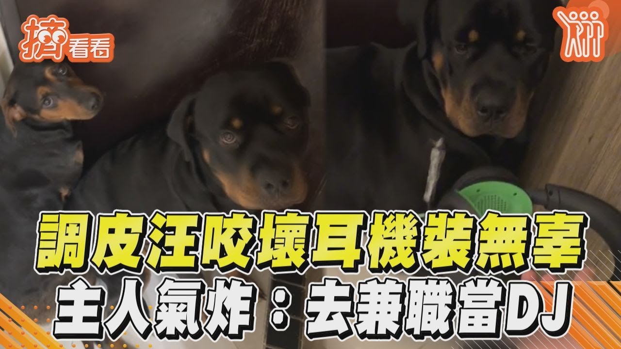 影音/調皮汪咬壞耳機裝無辜 主人氣炸:去兼職當DJ