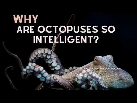 Why Are Octopuses So Intelligent