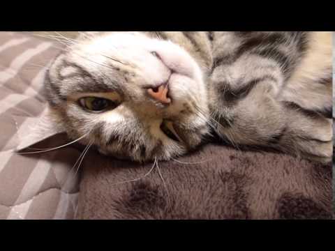 Kelvin Koslow,  a cat who sleeps with a pillow as usual clip7