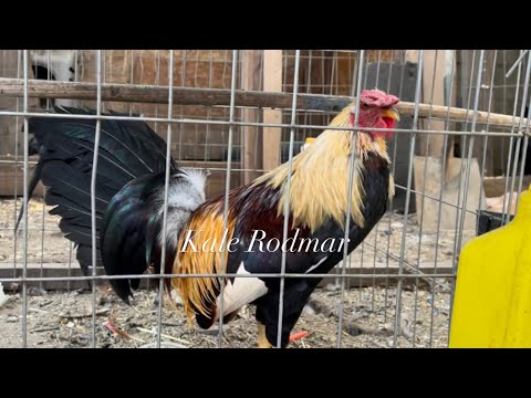 Penny hatch regular grey #gallos #gallosfinos #gallosaztecas