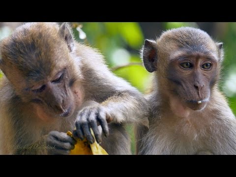 Crab-eating or Long-tailed Macaques (Macaca fascicularis) / Javaneraffen oder Langschwanzmakaken [2]