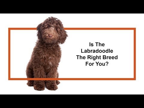 Labradoodle Breed Video