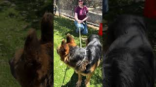 Video preview image #1 German Shepherd Dog Puppy For Sale in Pasadena, CA, USA