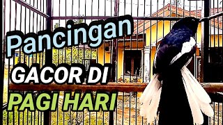 Download lagu PANCINGAN KACER GACOR DI PAGI HARI COCOK BUAT KACER LAMBAT PANAS mp3 Download lagu PANCINGAN KACER GACOR DI PAGI HARI COCOK BUAT KACER LAMBAT PANAS mp3