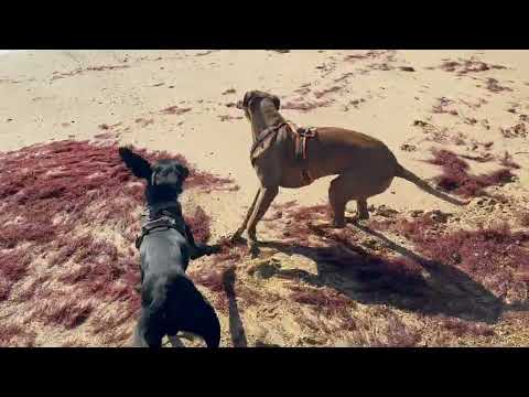 Sam & Ashira am Strand