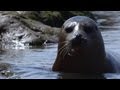 Wild Seals in the Thames | Unexpected Wilderness | BBC Earth