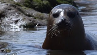 Wild Seals in the Thames | Unexpected Wilderness | BBC