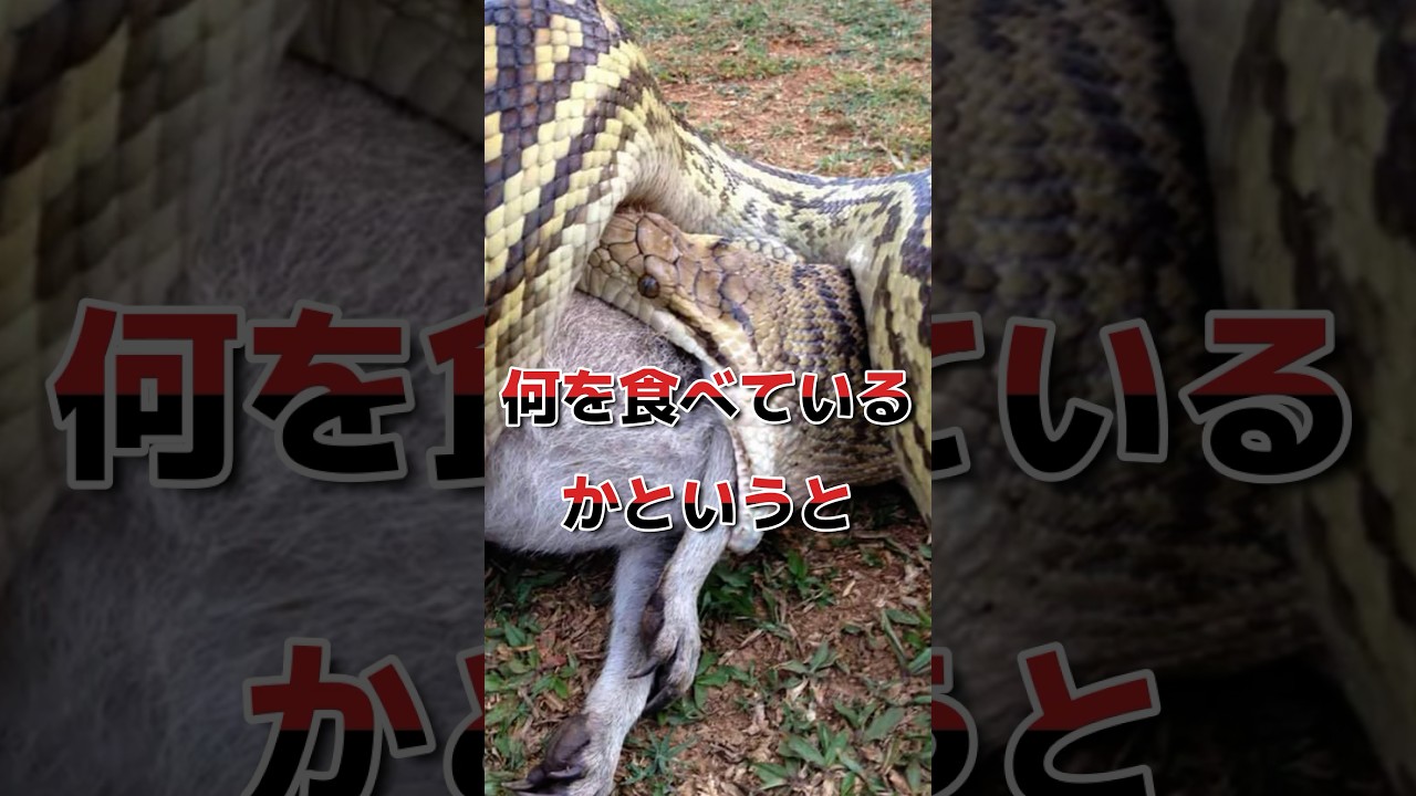 巨大蛇の捕食シーンがヤヴァイ