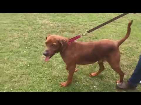 Clifford, an adopted Redbone Coonhound in Kittanning, PA_image-1