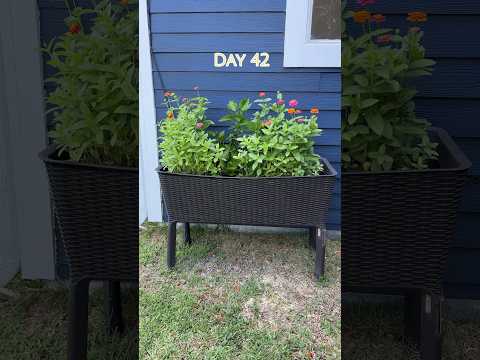 Growing Zinnias From Seed 🌱🌸 #gardening #growingfromseed #zinnias #cutflowers #momlife #flowers