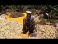 Corn Seed Selection African Village Farming Preserving Our Traditional Seeds