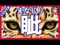 眦(まなじり)島津亜矢 Cover by Sammy 眦(まなじり)島津亜矢 Cover by Sammy