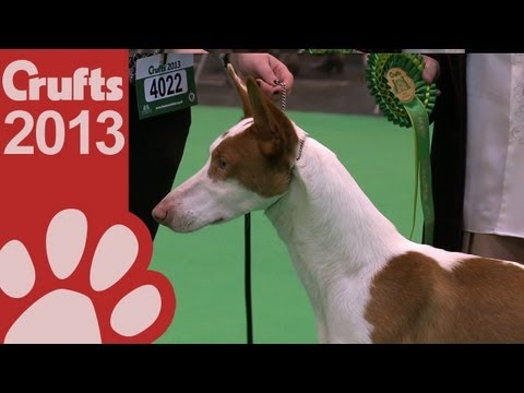 Ibizan Hound - Best of Breed - Crufts 2013