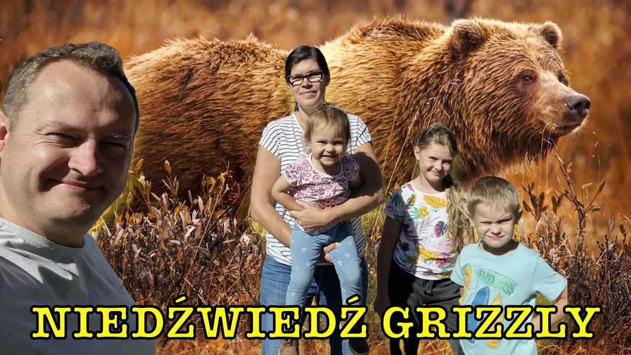 NIEDŹWIEDŹ GRIZZLY z bliska! BIZONY przy samej dro...