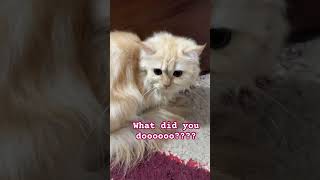 Will you help me?? #cat #hi #cutenessoverload #catshorts #kitten #cutecat #shorts #fyp #funnycats 