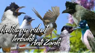 Download lagu suara pikat burung kutilang ribut paling ampuh pikat kutilang liar durasi panjang suara jernih 1 jam mp3 Download lagu suara pikat burung kutilang ribut paling ampuh pikat kutilang liar durasi panjang suara jernih 1 jam mp3