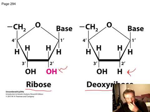 RNA: Transcription and Processing (Chapter 8)