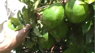 A04 Simmonds avocado practices in summer