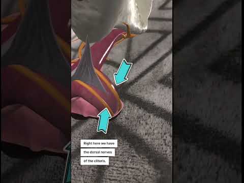 The Clitoral Nerves: Basic Anatomy