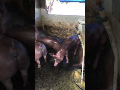 Granja gf suinos em Itapipoca Ce a máquina da suinocultura do nordeste 🚀🚀🚀🚀🚀