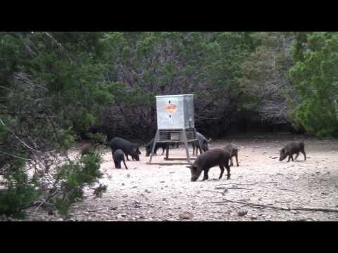Hog Hunt at DB Hunting Ranch with a 45 Caliber Airforce Airguns Texan