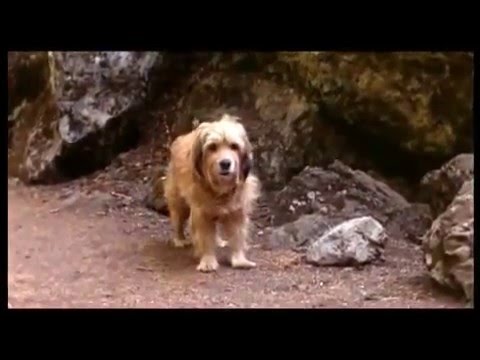 Benji the hunted (1987) - chasing rabbit