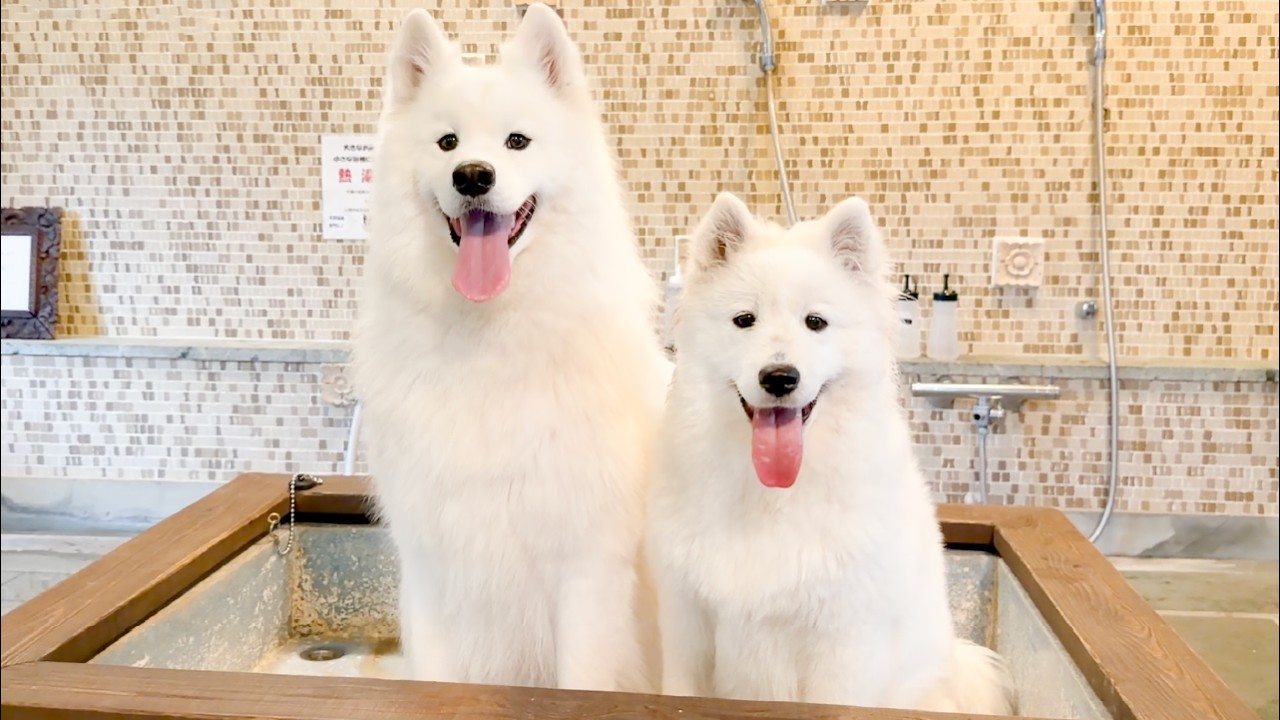 犬も入れる温泉に子犬たちと入浴したら忘れられない思い出になりました…！