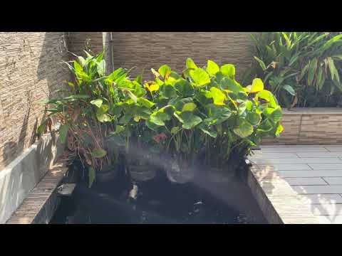 29 Jalan Sinar Bulan, , 4 Bedrooms, 2,505 sqft, Terraced House For Rent, by Bryant Tan 陈浩业, 22721453 - PropertyGuru.com.sg