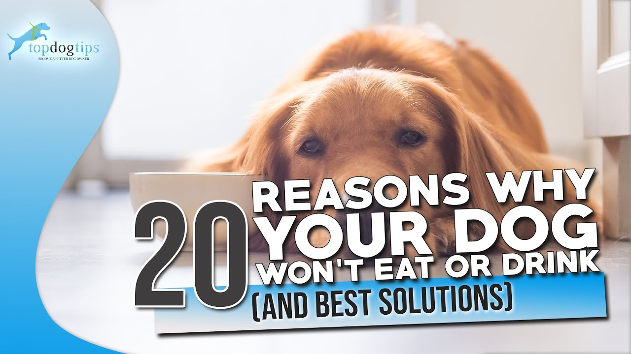20 Reasons Why Your Dog Won’t Eat or Drink And Best Solutions