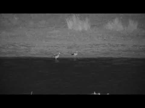 Djuma: Egyptian Geese mating - 23:02 - 10/24/2023
