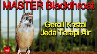 Download lagu Blackthroat Gacor Ngeroll suara kristal Jeda Terap... mp3