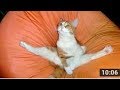 AFV 9 Cats Speaking Like Human Funny And Hilarious Videos