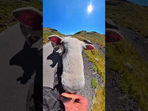 Norwegia #18 / mamy to!! Lysebotn i miłe spotkanie / dzień 28, niecały [ 90 km ]