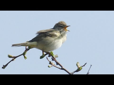 Bird Song in spring in the UK