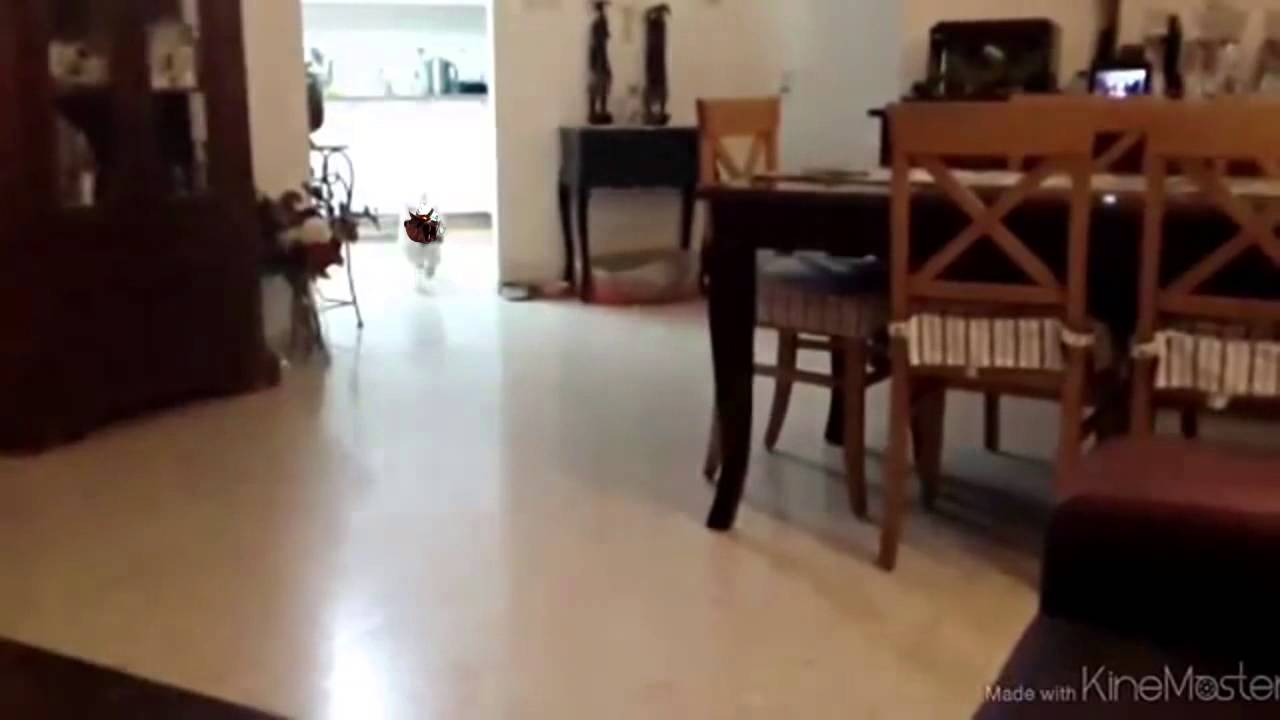 Liên Minh Huyền Thoại: Cái cảm giác khi Rengar ulti hụt =)))