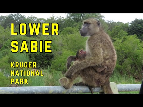 Lower Sabie to Lake Panic | Wildlife, Birds, and Classic Kruger Magic